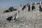 Walking with Magellanic Penguins at Martillo Island, Argentina