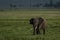 Walking in marshy area