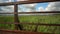 Walking near railing of wooden pedestrian bridge. Lake, bulrush and cloudy sky