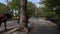 Walking through New York\'s Central park.Video with stabilized camera