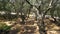 Walking through the olive grove