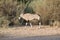 Walking oryx, Namibia