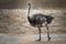 Walking ostrich