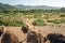 Walking Ostriches. Ostrich Farm, California