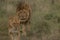 Walking pair of lions - male and female - Tanzania national park