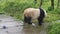 Walking Panda in a reserve in Sichuan, China