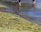 Walking at Papakolea Beach Green sand beach