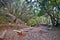 Walking pass with steps in laurel forest in Tenerife Island