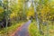 Walking path through an aspen tree grove