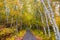 Walking path through an aspen tree grove