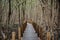 A walking path built as a wooden bridge for viewing a large mangrove forest at Khung Kraben Bay, Chanthaburi Province