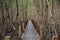 A walking path built as a wooden bridge for viewing a large mangrove forest at Khung Kraben Bay, Chanthaburi Province