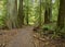 Walking path through Cathedral Grove forest