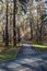 Walking path in a city park. Pedestrian path made in the forest.