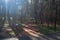 Walking path in a city park. Pedestrian path made in the forest.