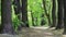 Walking path in the deciduous forest.