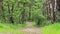 Walking path in the deciduous forest.