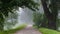 Walking path with diverse selection of trees in between fill with morning mist in Toompark