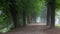 Walking path with diverse selection of trees in between fill with morning mist in Toompark