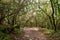 Walking path at evergreen virgin forest Anaga, Tenerife