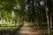 Walking path in green forest park, beauty and freshness of nature, Ukraine, Carpathians