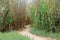 Walking Path and Grotto in Las Lagunas de Anza Wetlands