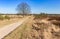 Walking path through the heather fields of Drents Friese Wold