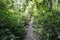 Walking path, jungle trek in the rain forest