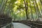 Walking path leading to Bamboo field garden