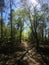 Walking path in light forest with dappled sunlight