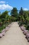 A Walking Path Lined with Petunias, Canna Lilies and Dahlias Leading to a Grassy Tree Park