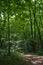 Walking path in lush green forest under the maple trees