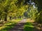 walking path through oak trees at the start of fall in california