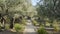 Walking path and olive trees in garden of gethsemane