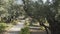 Walking path and olive trees in garden of gethsemane