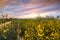 Walking path overgrown with Black mustard Brassica nigra wildflowers, colorful sunset sky; San Jose, San Francisco bay area,