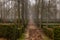 Walking path in a park, covered by leaves, surrounded by bare treetops and boxwood shrubs, in winter