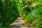 Walking path in the park through dense green plants undergrowth