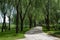 Walking path in a park surrounded by willow trees