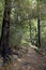 Walking path in Pelorus Bridge Scenic Reserve