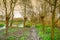 Walking path with pollard willows and wooden pedestrian bridge over ditch