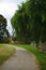 walking path in public park with huge trees growing over fence