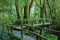 Walking Path in Rain Forest at Doi Intanon