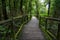 Walking Path in Rain Forest at Doi Intanon,