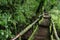 Walking Path in Rain Forest at Doi Intanon, Thailand