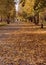 Walking path strewn with autumn leaves