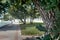 Walking Path In Summer Park With A Balustrade And Oaks. Selective focus Blured Image