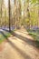 Walking path in sunny flowering forest