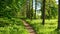 Walking path in sunny urban forest in summer time among regular and evergreen trees. City park at sunrise. Chestnut tree