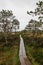 Walking path in a swamp